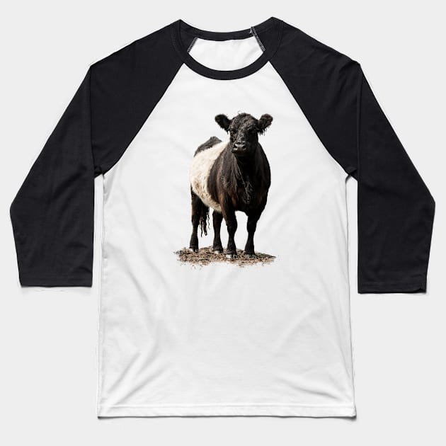 Belted Galloway Cow Baseball T-Shirt by Jane Stanley Photography